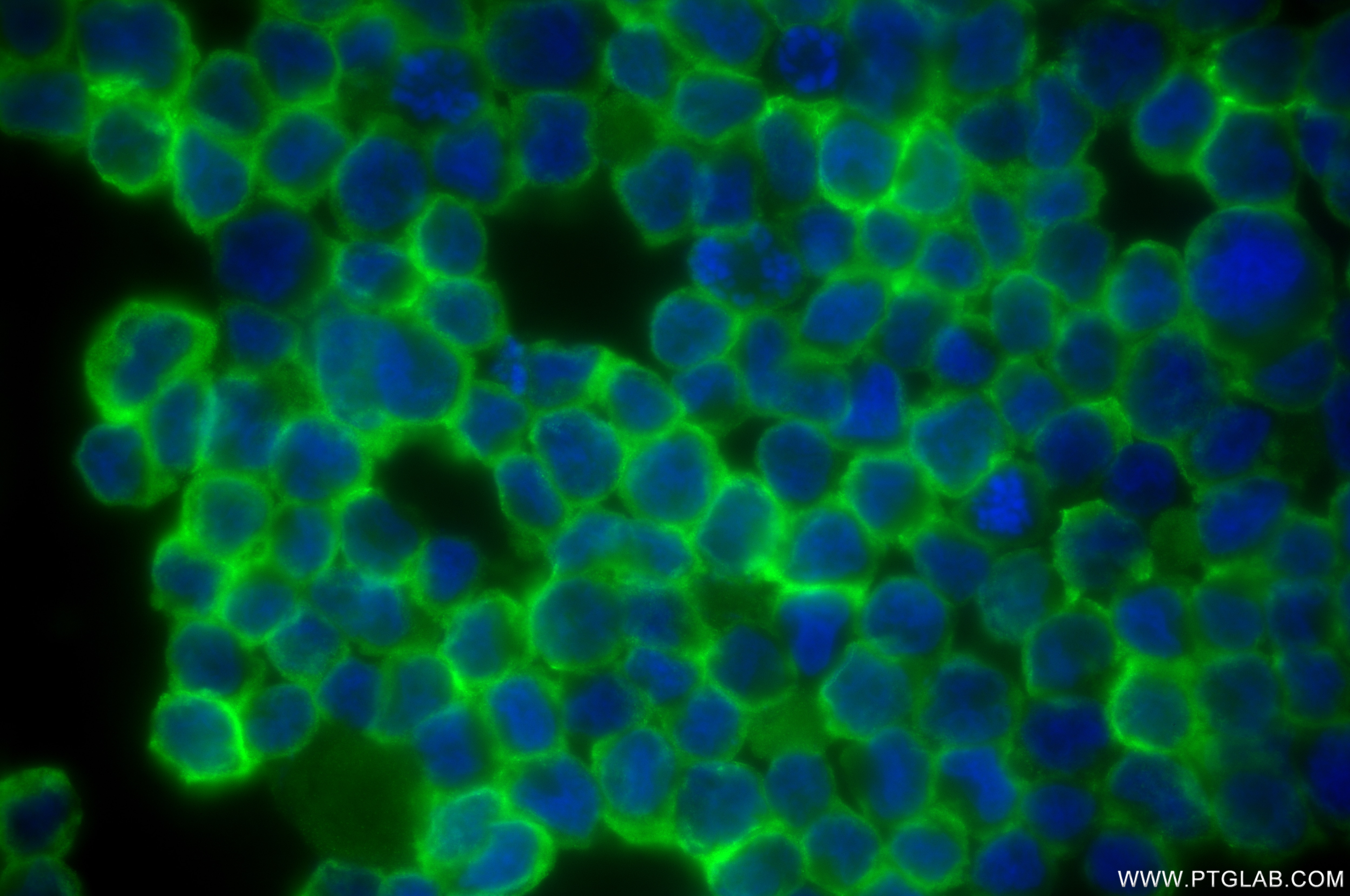Immunofluorescence (IF) / fluorescent staining of HEL cells using HCLS1 Recombinant antibody (85114-1-RR)