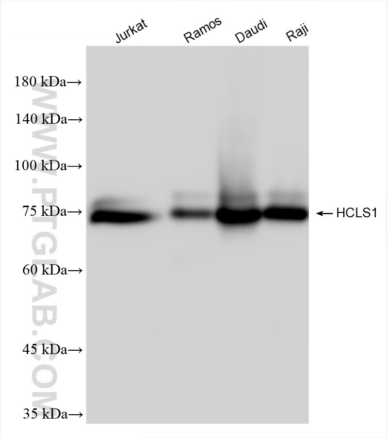Western Blot (WB) analysis of various lysates using HCLS1 Recombinant antibody (85114-1-RR)