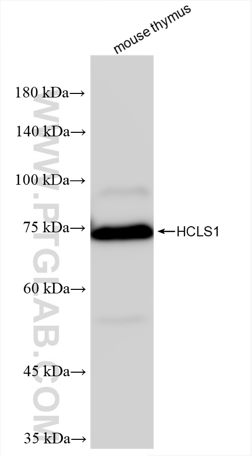 Western Blot (WB) analysis of mouse thymus tissue using HCLS1 Recombinant antibody (85114-1-RR)