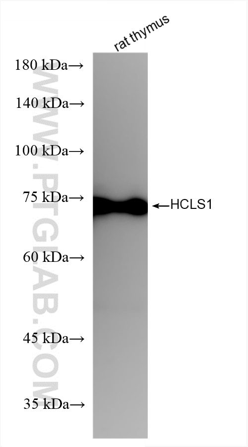 Western Blot (WB) analysis of rat thymus tissue using HCLS1 Recombinant antibody (85114-1-RR)