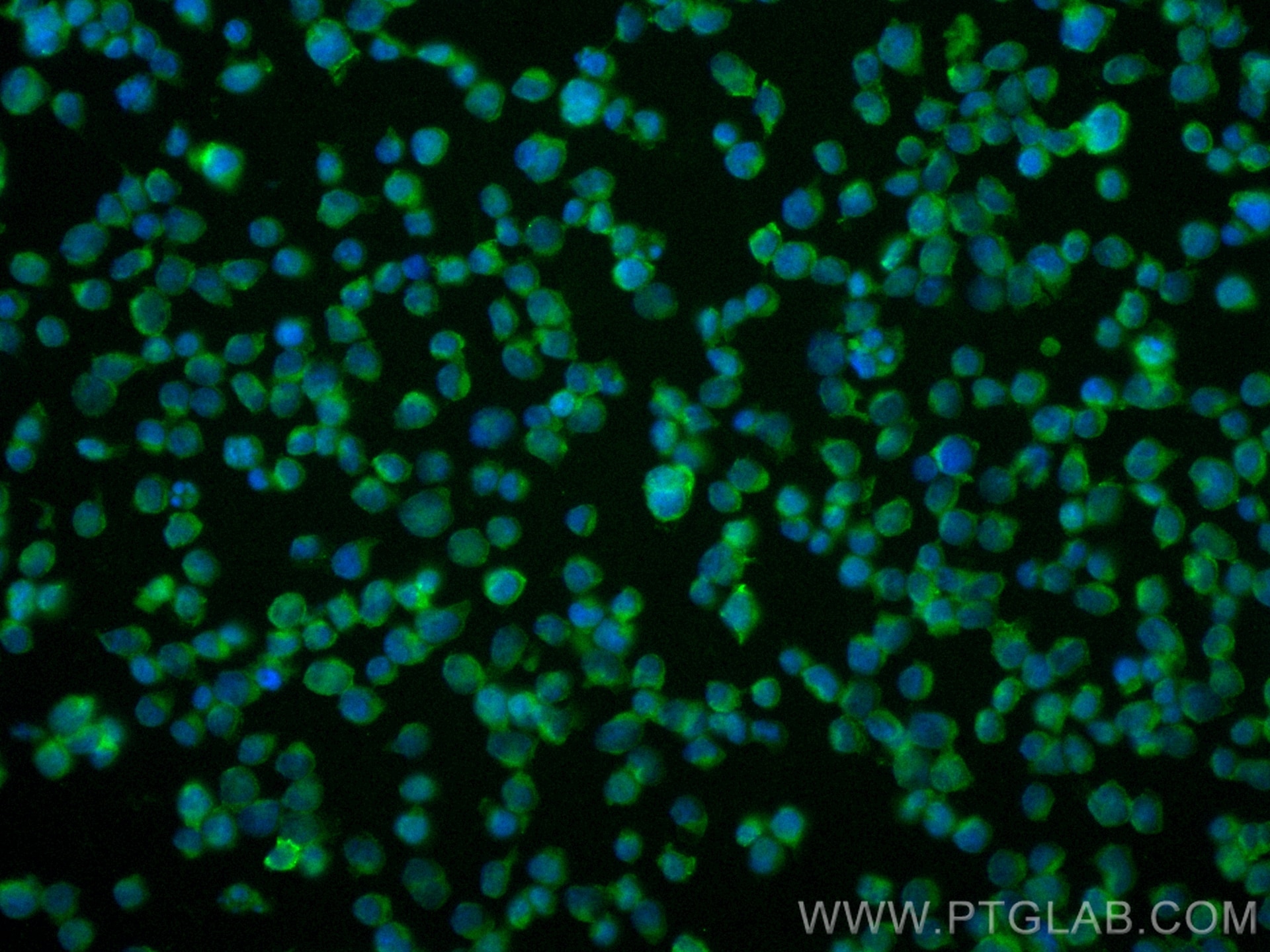 Immunofluorescence (IF) / fluorescent staining of Jurkat cells using CoraLite® Plus 488-conjugated HCLS1 Recombinant an (CL488-85114)