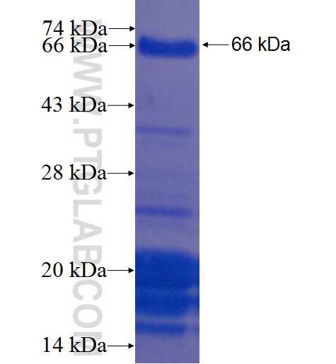 HCLS1 fusion protein Ag8645 SDS-PAGE