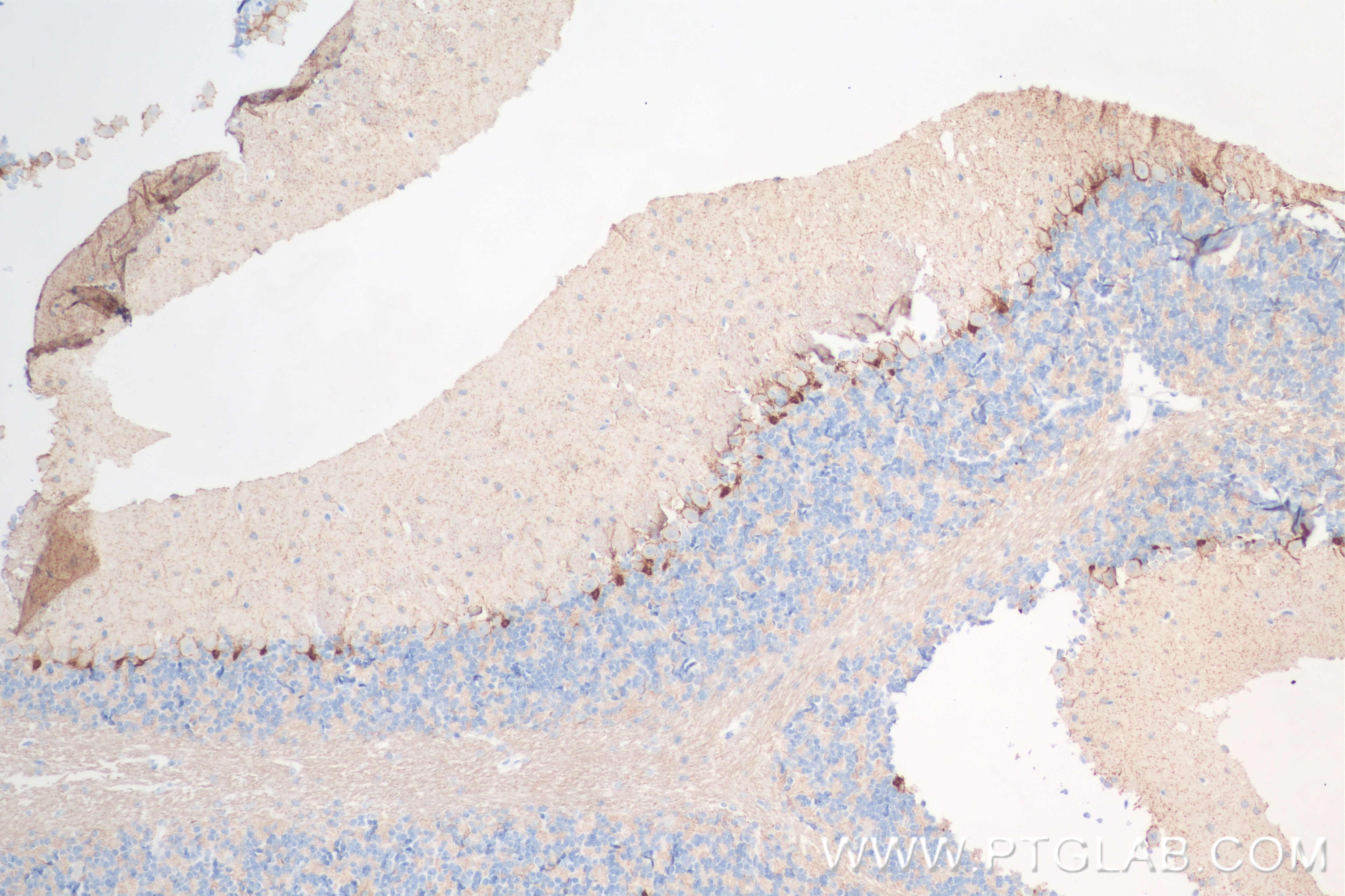 Immunohistochemistry (IHC) staining of mouse cerebellum tissue using HCN1 Recombinant antibody (84845-3-RR)
