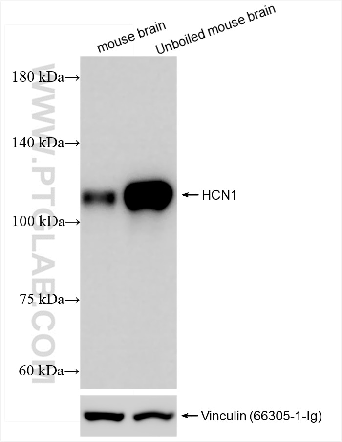 Western Blot (WB) analysis of various lysates using HCN1 Recombinant antibody (84845-3-RR)