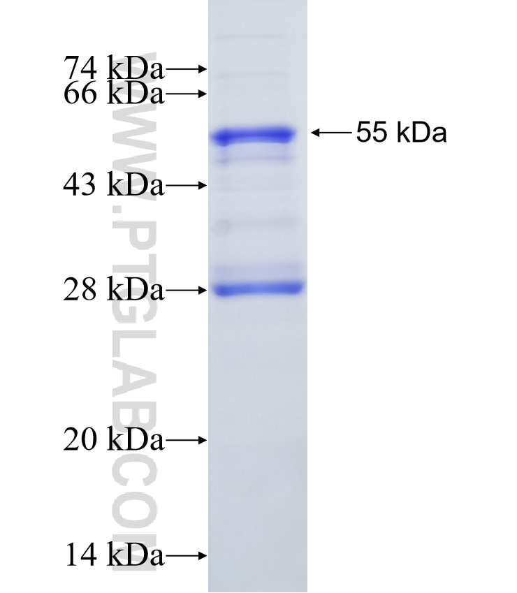 HCN3 fusion protein Ag4684 SDS-PAGE