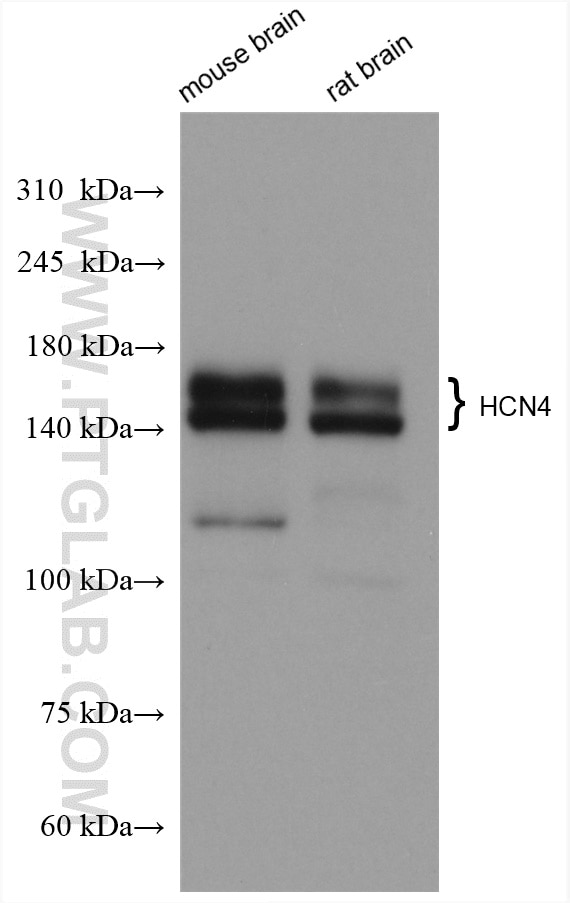 Western Blot (WB) analysis of various lysates using HCN4 Polyclonal antibody (55224-1-AP)