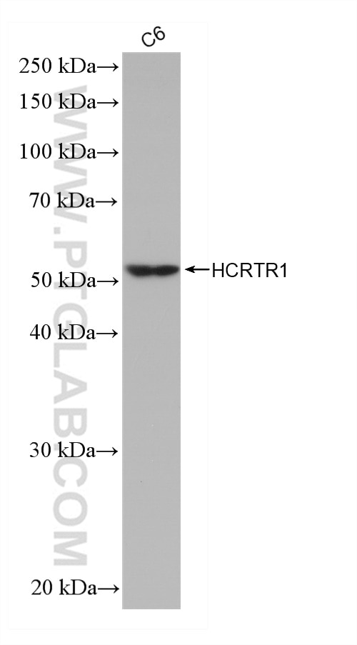 Western Blot (WB) analysis of C6 cells using HCRTR1 Recombinant antibody (82921-1-RR)