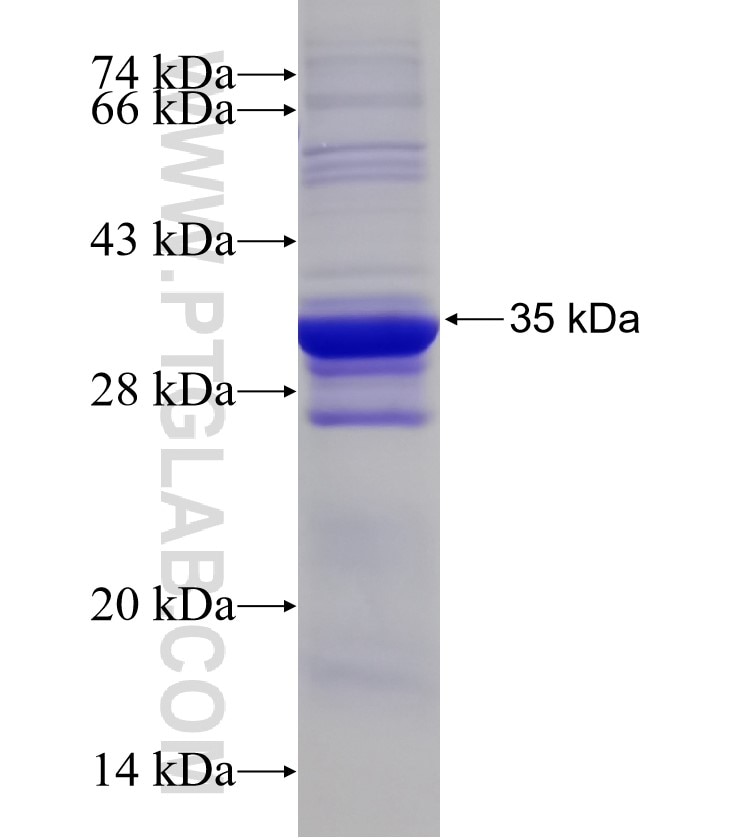 HCRTR1 fusion protein Ag12269 SDS-PAGE