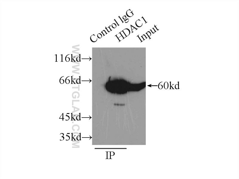 Immunoprecipitation (IP) experiment of mouse testis tissue using HDAC1 Polyclonal antibody (10197-1-AP)