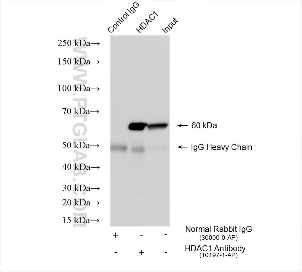 Immunoprecipitation (IP) experiment of HeLa cells using HDAC1 Polyclonal antibody (10197-1-AP)