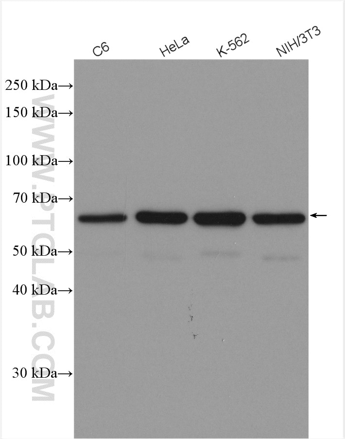 Western Blot (WB) analysis of various lysates using HDAC1 Polyclonal antibody (10197-1-AP)