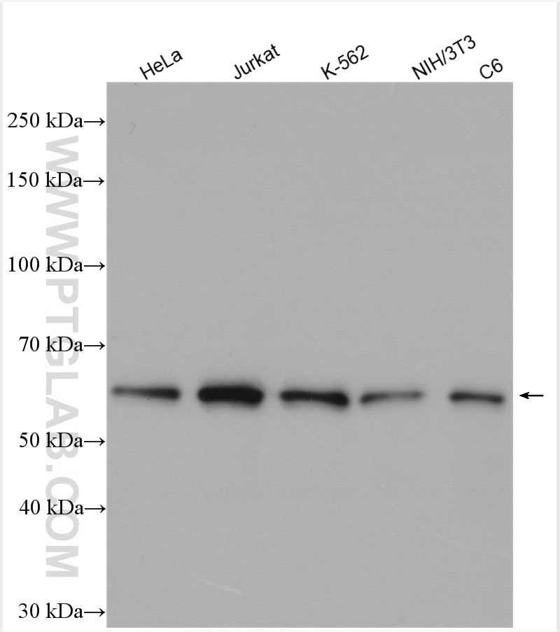 Western Blot (WB) analysis of various lysates using HDAC1 Polyclonal antibody (10197-1-AP)