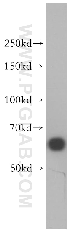 HDAC1 Polyclonal antibody