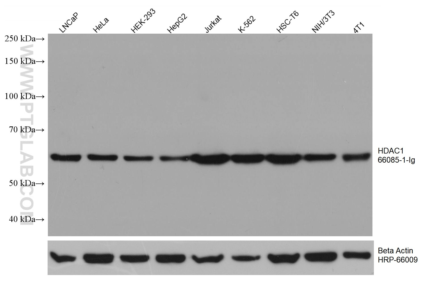 Western Blot (WB) analysis of various lysates using HDAC1 Monoclonal antibody (66085-1-Ig)