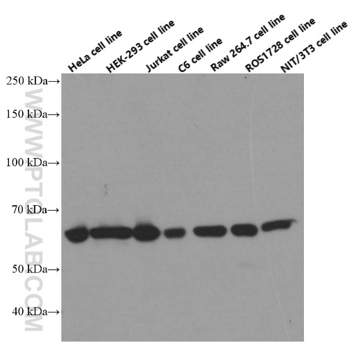 Western Blot (WB) analysis of HeLa cells using HDAC1 Monoclonal antibody (66085-1-Ig)