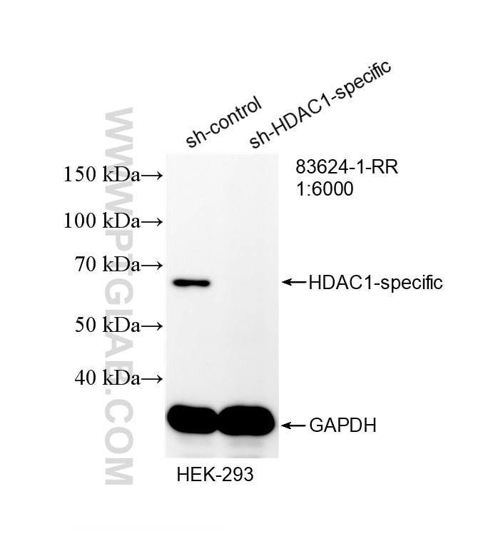 WB analysis of HEK-293 using 83624-1-RR (same clone as 83624-1-PBS) Western Blot (WB) analysis of HEK-293 cells using HDAC1 Recombinant monoclonal antibody (83624-1-RR)