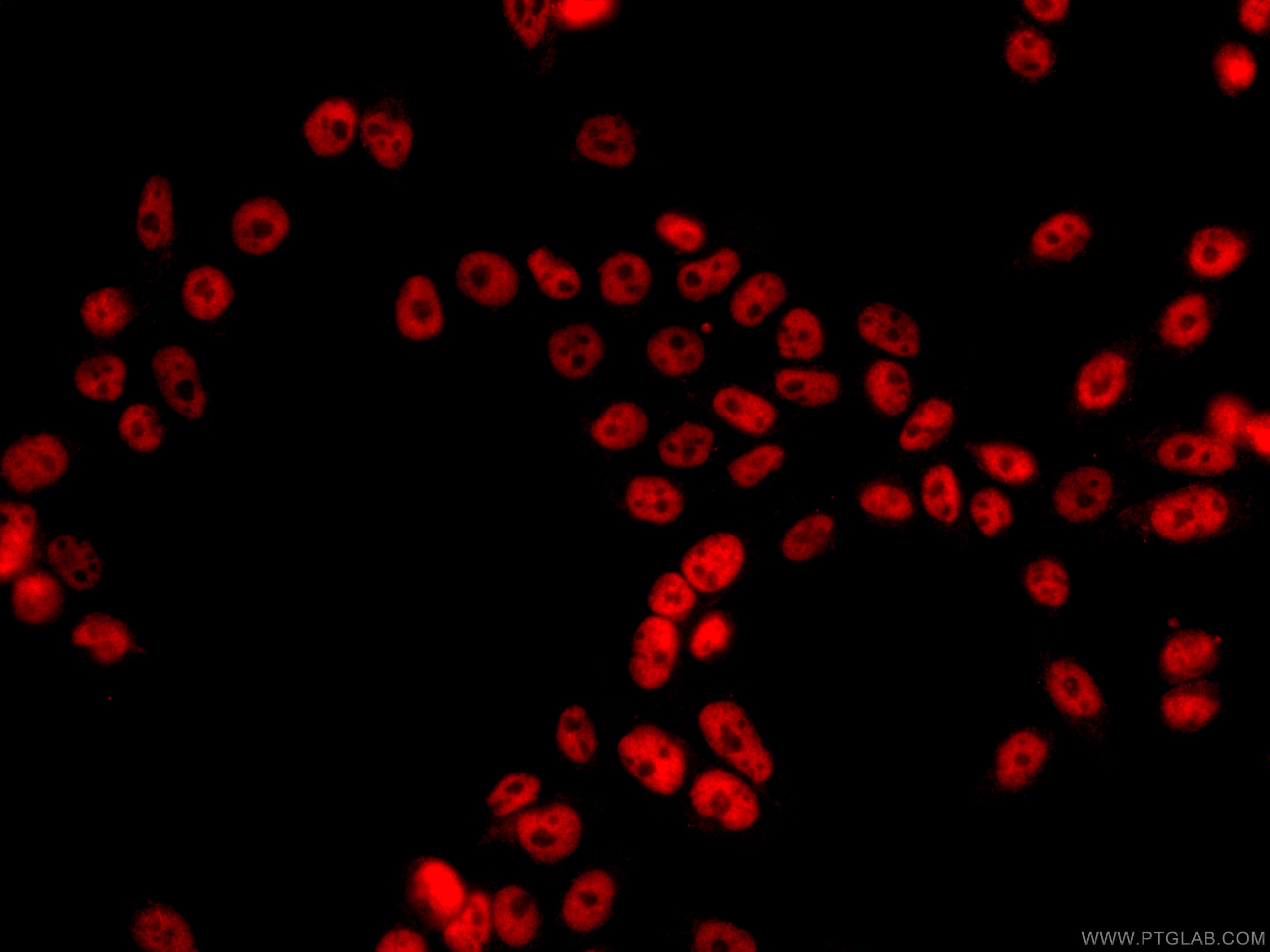 Immunofluorescence (IF) / fluorescent staining of HeLa cells using CoraLite®594-conjugated HDAC1 Monoclonal antibody (CL594-66085)