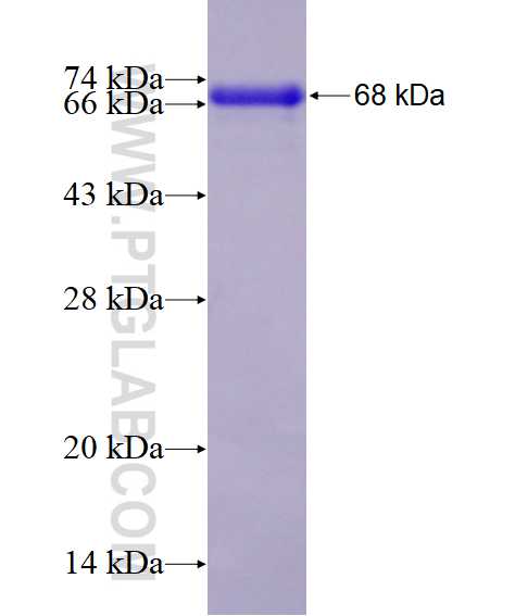 HDAC1 fusion protein Ag0256 SDS-PAGE