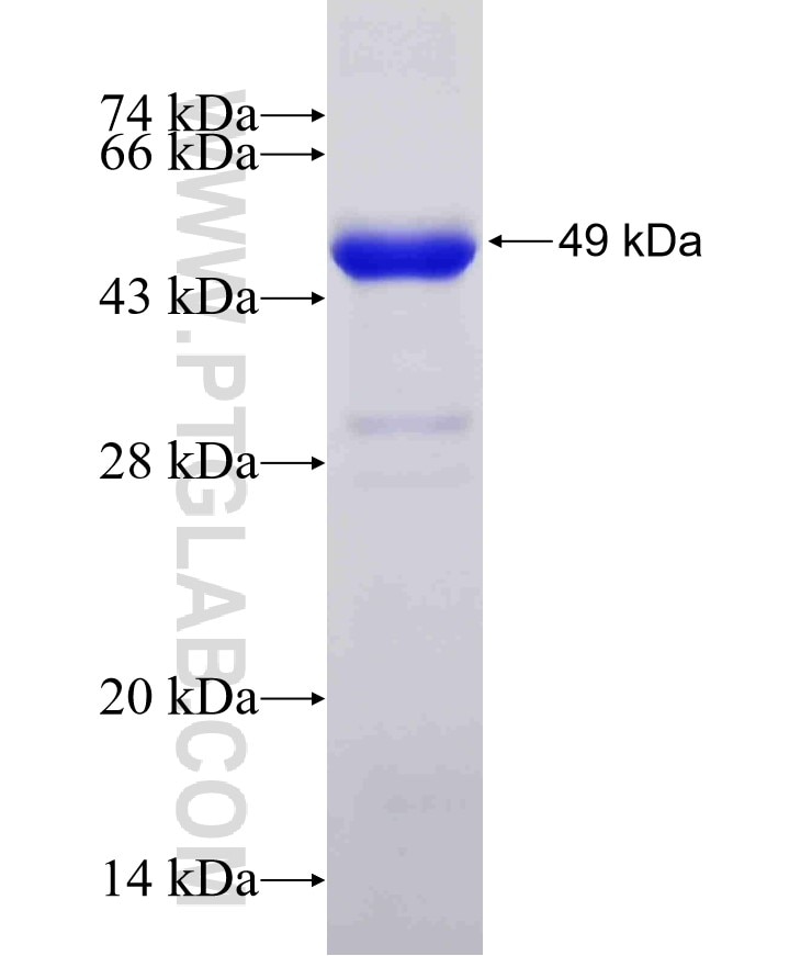 HDAC1 fusion protein Ag19128 SDS-PAGE