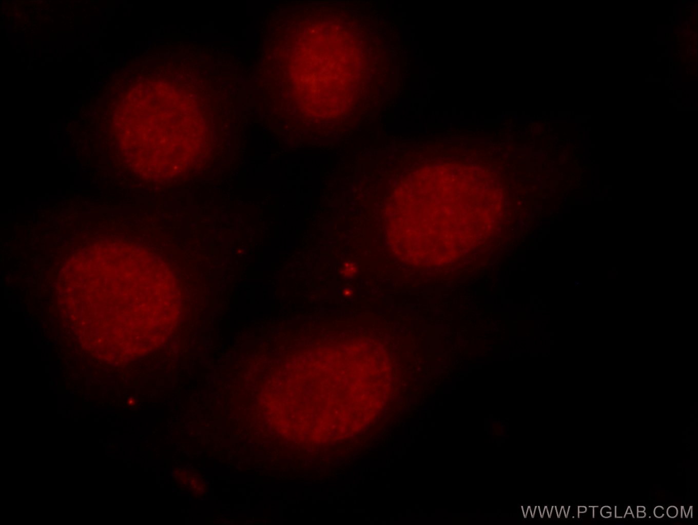 Immunofluorescence (IF) / fluorescent staining of HepG2 cells using HDAC1-specific Polyclonal antibody (16160-1-AP)