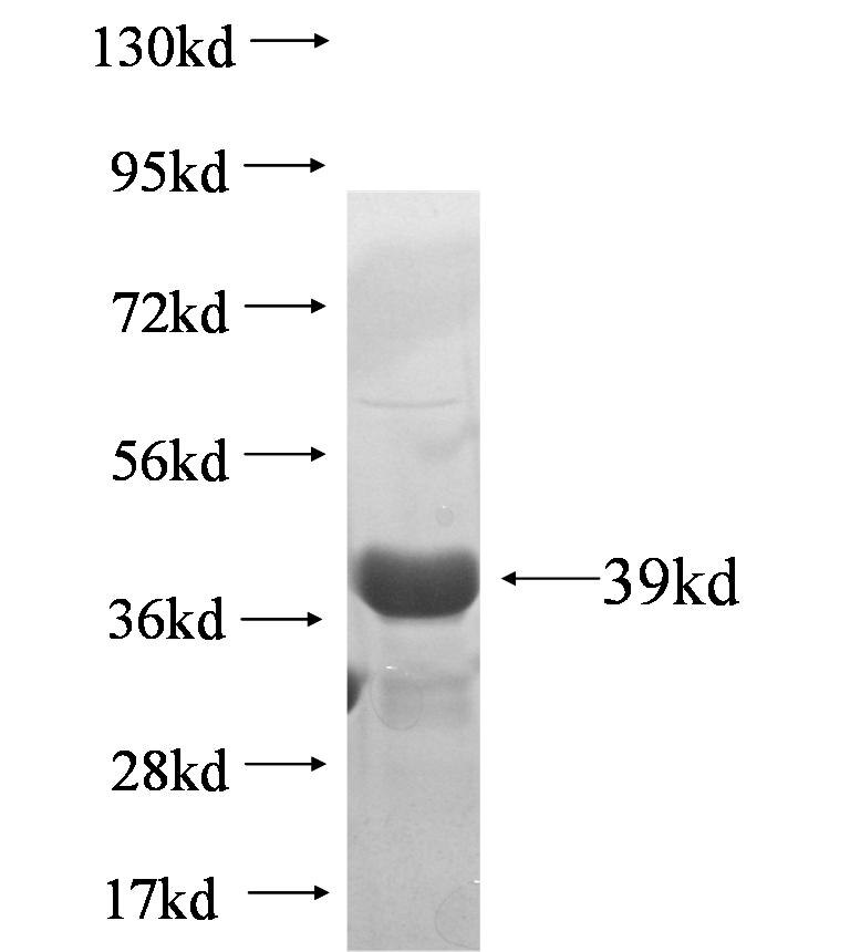 HDAC1-specific fusion protein Ag6326 SDS-PAGE