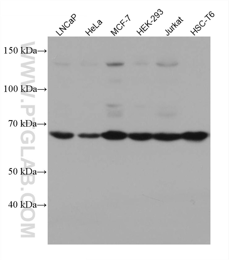 Western Blot (WB) analysis of various lysates using HDAC10 Monoclonal antibody (67646-1-Ig)