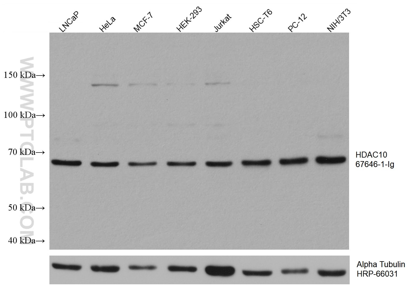 Western Blot (WB) analysis of various lysates using HDAC10 Monoclonal antibody (67646-1-Ig)