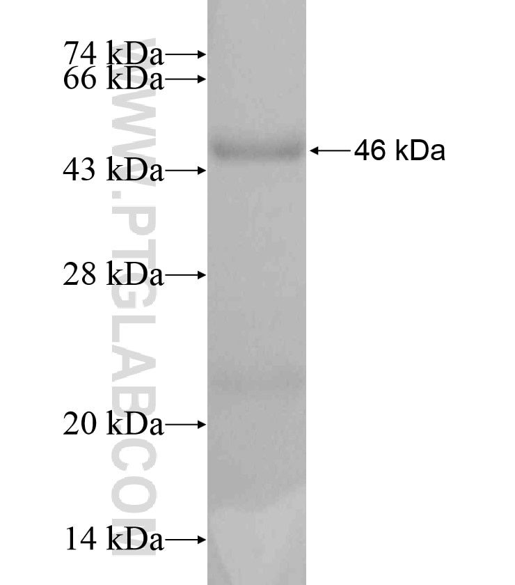 HDAC10 fusion protein Ag18470 SDS-PAGE