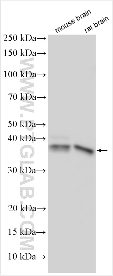 Western Blot (WB) analysis of various lysates using HDAC11 Polyclonal antibody (12204-1-AP)