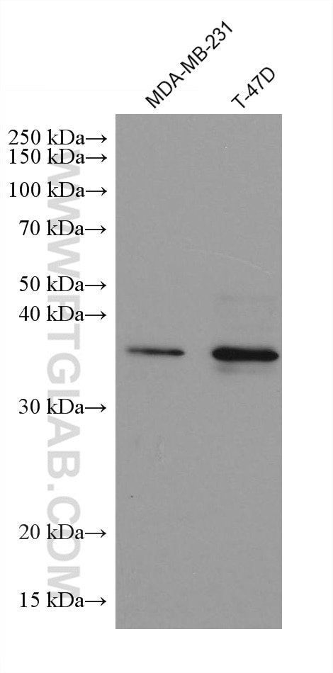 Western Blot (WB) analysis of various lysates using HDAC11 Monoclonal antibody (67949-1-Ig)