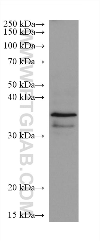 Western Blot (WB) analysis of SKOV-3 cells using HDAC11 Monoclonal antibody (67949-1-Ig)