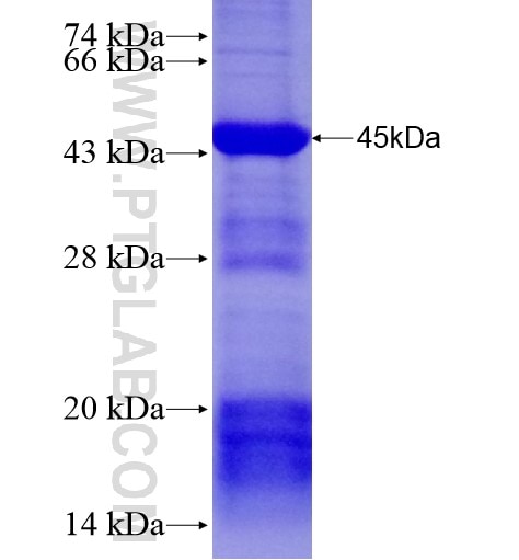 HDAC11 fusion protein Ag28335 SDS-PAGE
