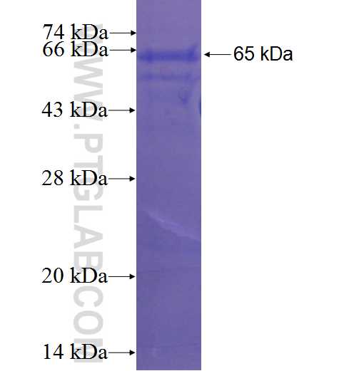 HDAC11 fusion protein Ag2848 SDS-PAGE