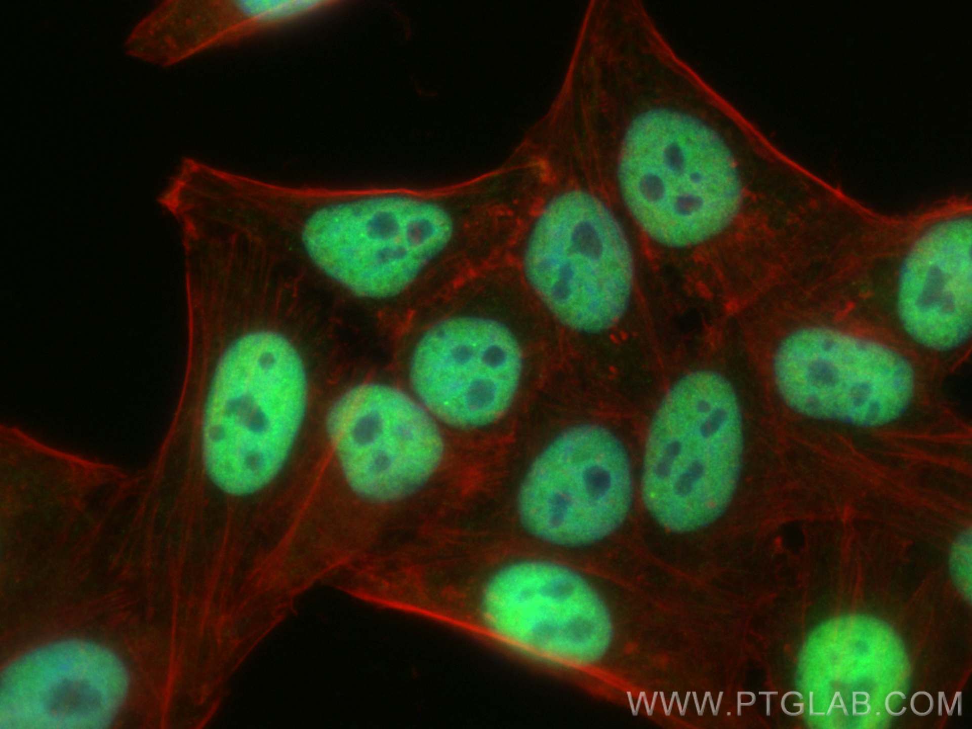 Immunofluorescence (IF) / fluorescent staining of HepG2 cells using HDAC2 Polyclonal antibody (12922-3-AP)