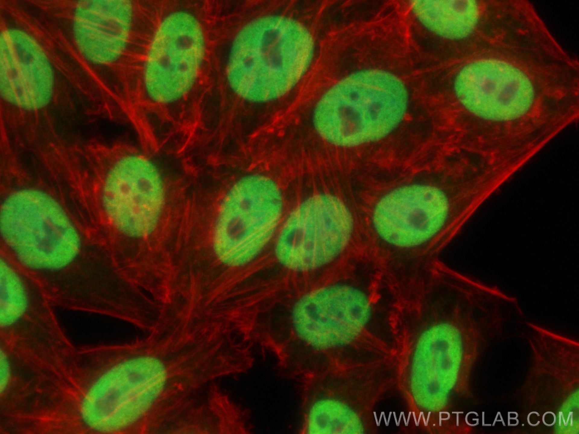 Immunofluorescence (IF) / fluorescent staining of HepG2 cells using HDAC2 Polyclonal antibody (12922-3-AP)