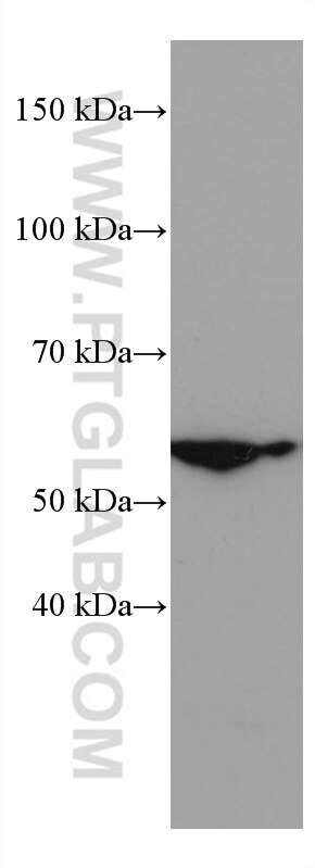 WB analysis of HepG2 using 67165-1-Ig