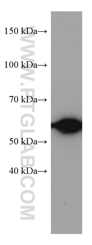 Western Blot (WB) analysis of MCF-7 cells using HDAC2 Monoclonal antibody (67165-1-Ig)