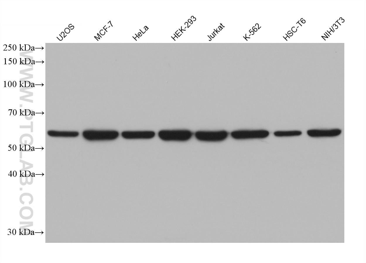 Western Blot (WB) analysis of various lysates using HDAC2 Monoclonal antibody (67165-1-Ig)