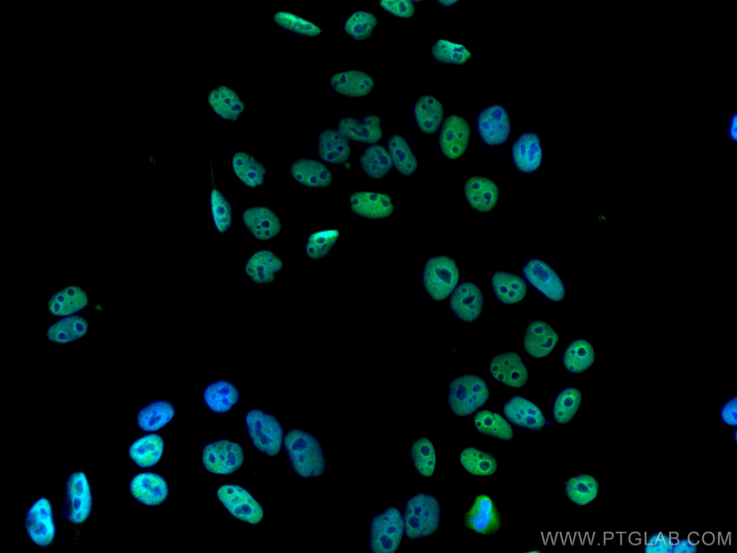 Immunofluorescence (IF) / fluorescent staining of HepG2 cells using CoraLite® Plus 488-conjugated HDAC2 Polyclonal ant (CL488-12922)