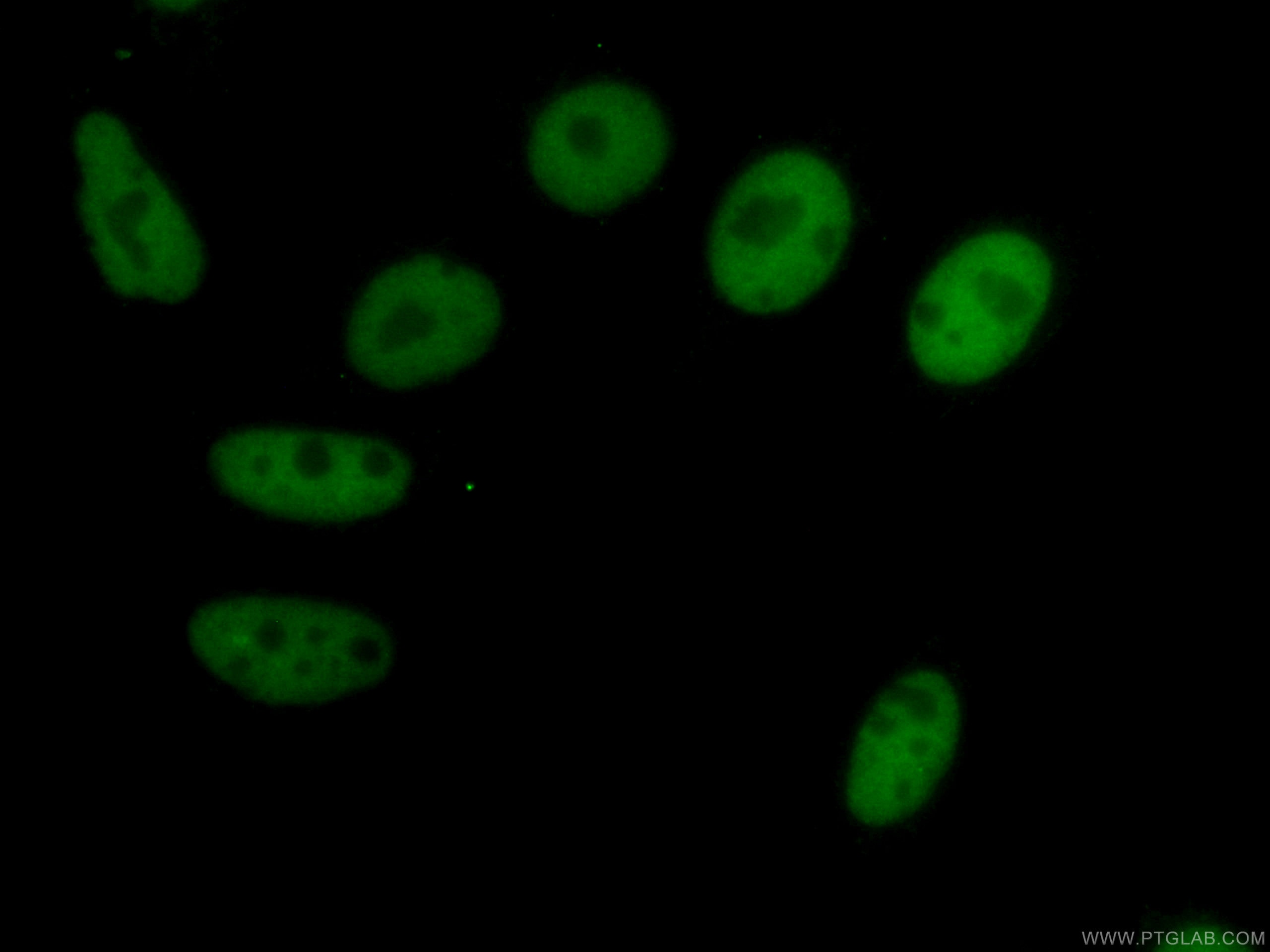 IF Staining of HepG2 using CL488-67165