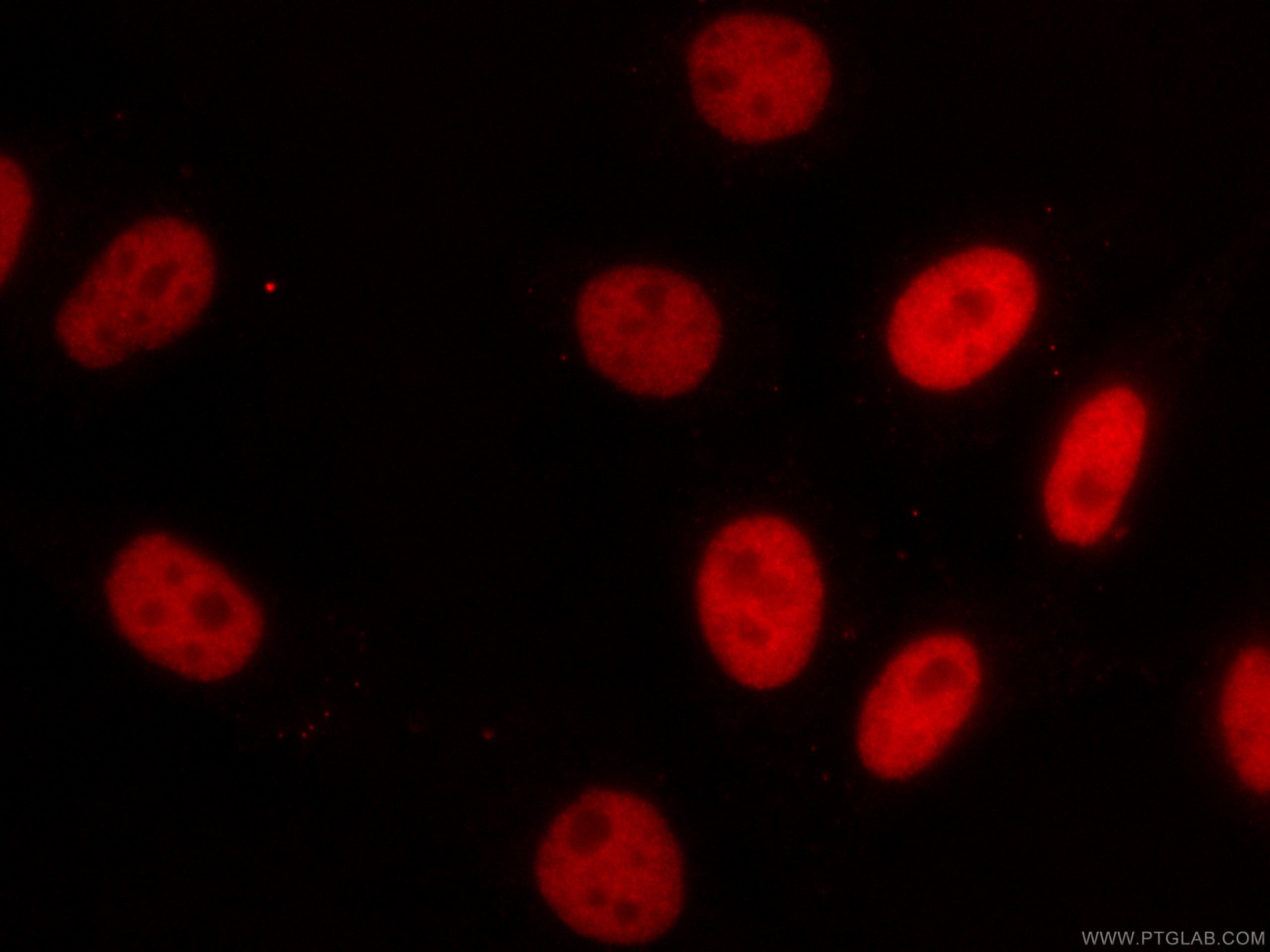 Immunofluorescence (IF) / fluorescent staining of HepG2 cells using CoraLite®594-conjugated HDAC2 Monoclonal antibody (CL594-67165)