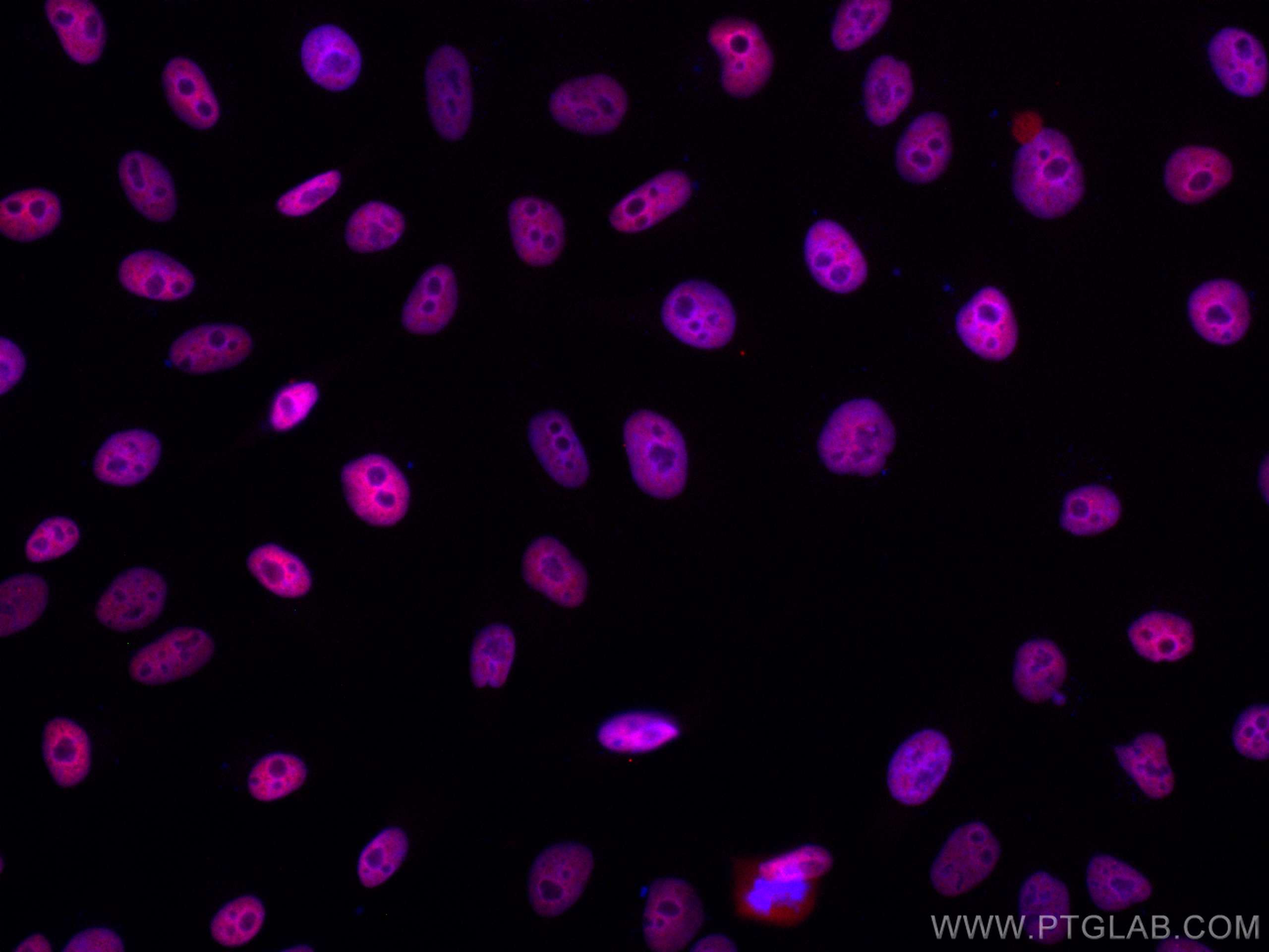 Immunofluorescence (IF) / fluorescent staining of HepG2 cells using CoraLite® Plus 647-conjugated HDAC2 Monoclonal ant (CL647-67165)