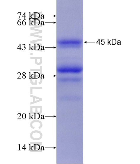 HDAC2 fusion protein Ag21288 SDS-PAGE