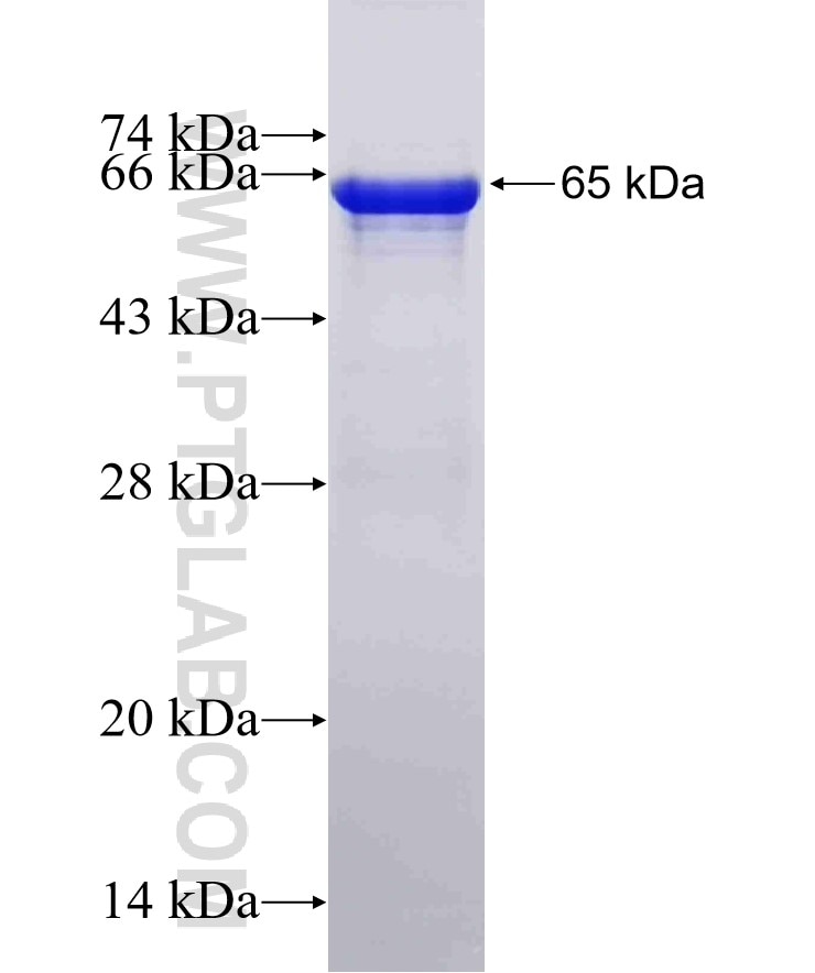 HDAC2 fusion protein Ag3607 SDS-PAGE