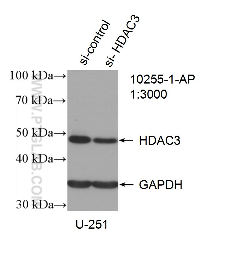 Western Blot (WB) analysis of U-251 cells using HDAC3 Polyclonal antibody (10255-1-AP)