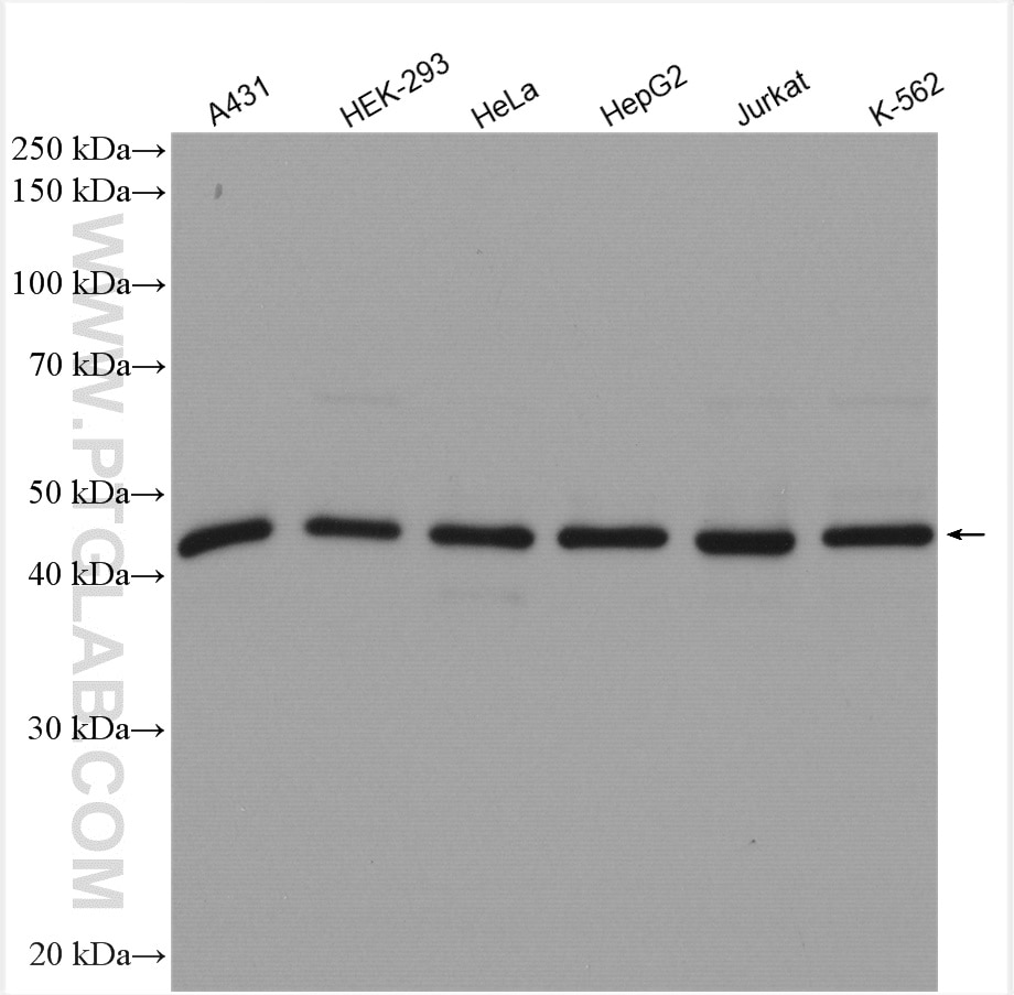 Western Blot (WB) analysis of various lysates using HDAC3 Polyclonal antibody (10255-1-AP)