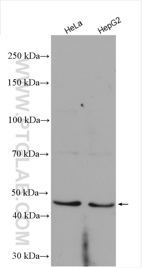 Western Blot (WB) analysis of various lysates using HDAC3 Polyclonal antibody (10255-1-AP)