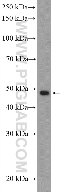 Western Blot (WB) analysis of HL-60 cells using HDAC3 Polyclonal antibody (10255-1-AP)