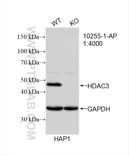 Western Blot (WB) analysis of HAP1 cells using HDAC3 Polyclonal antibody (10255-1-AP)