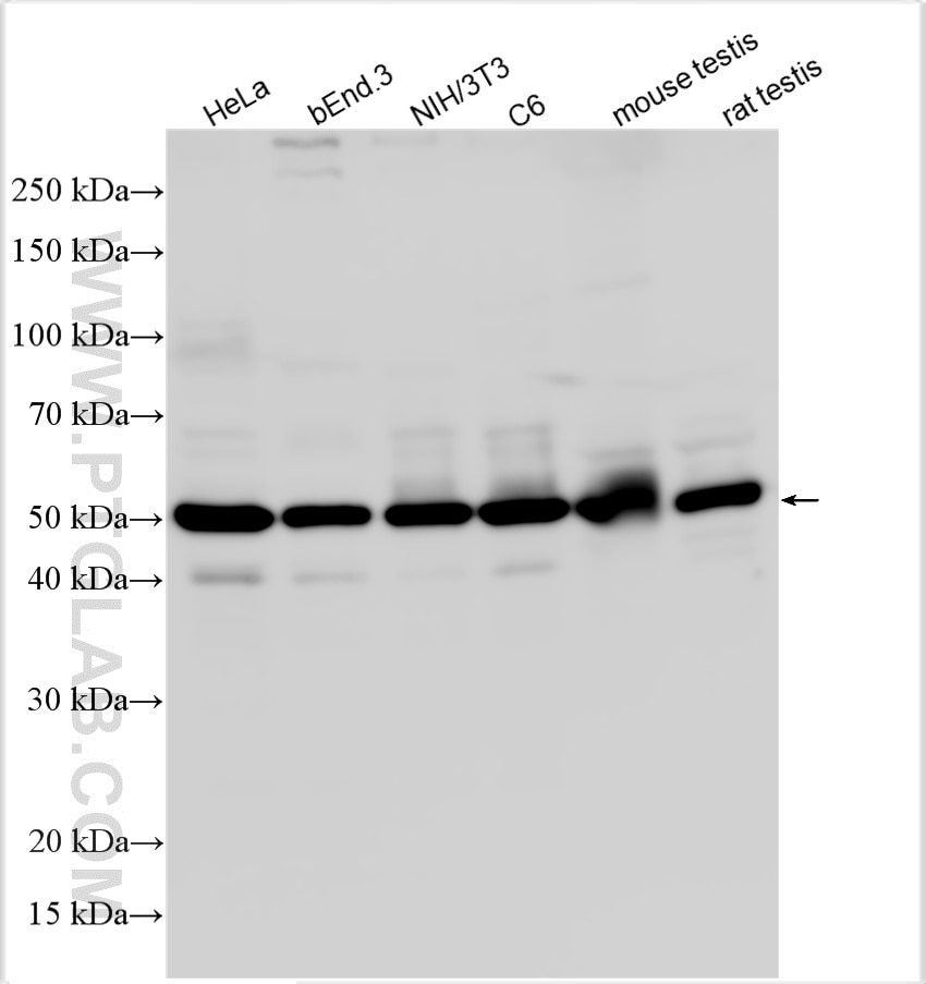 Western Blot (WB) analysis of various lysates using HDAC3 Polyclonal antibody (10255-1-AP)